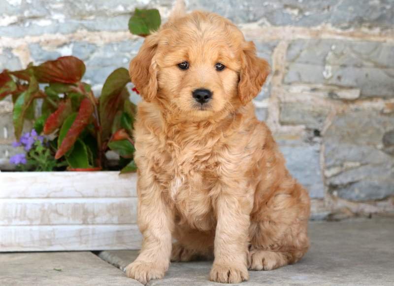 The Golden Retriever-Poodle Mix - GolDenDooDle 3