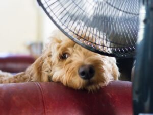 7 Ways to Keep Your Dog Cool in Summer