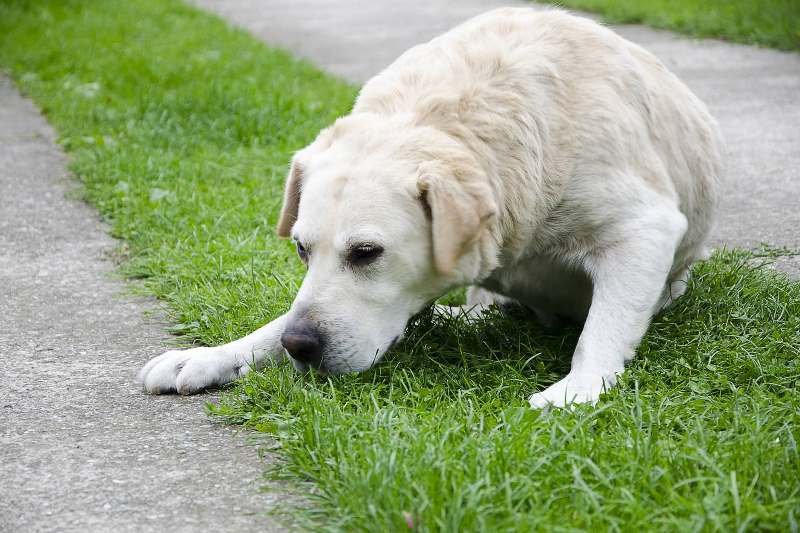 Can You Stop a Dog Throwing Up?