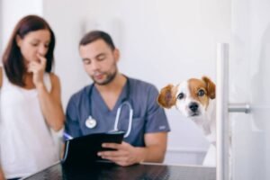 How To Shop For a Vet Online
