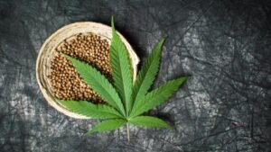 An Overview of the Medical Effects of Cannabis Seeds