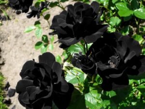 The History Behind Black Roses