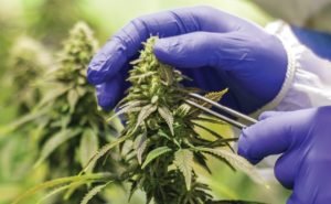 Best Practices for Cannabis Growers