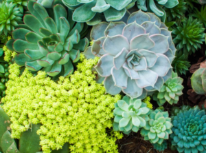 Succulents are Trendy Plants That Bring Positive Energy to the Home