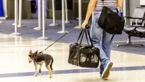 Traveling With A Pet First Time Ever? 6 Smart Tips To Have A Happy Journey