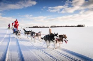 Dog Sledding Facts That are Great And Fun To Know