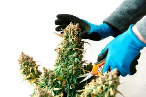 5 Tips For Growing Cannabis Indoors
