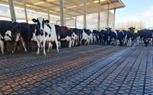 Enhance Agricultural Productivity with High-Quality Rubber Mats in NZ