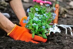 How to Keep Your Plants, Including Flowers and Food, Alive in Your Garden