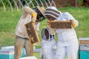 Pure White Honey: A Nutritional Powerhouse for Health Enthusiasts