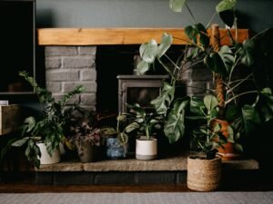 Even Indoor Plants Can Have a Hard Time Surviving the Winter 