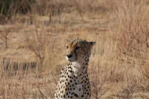 A Journey through Kruger National Park Safaris