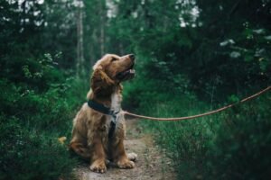 Getting an Emotional Support Dog: 11 Things to Consider