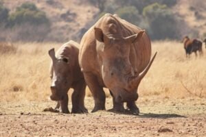 The Evolution of the Luxury Safari Experience in South Africa