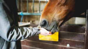 What Is the Best Winter Supplement for Horses?